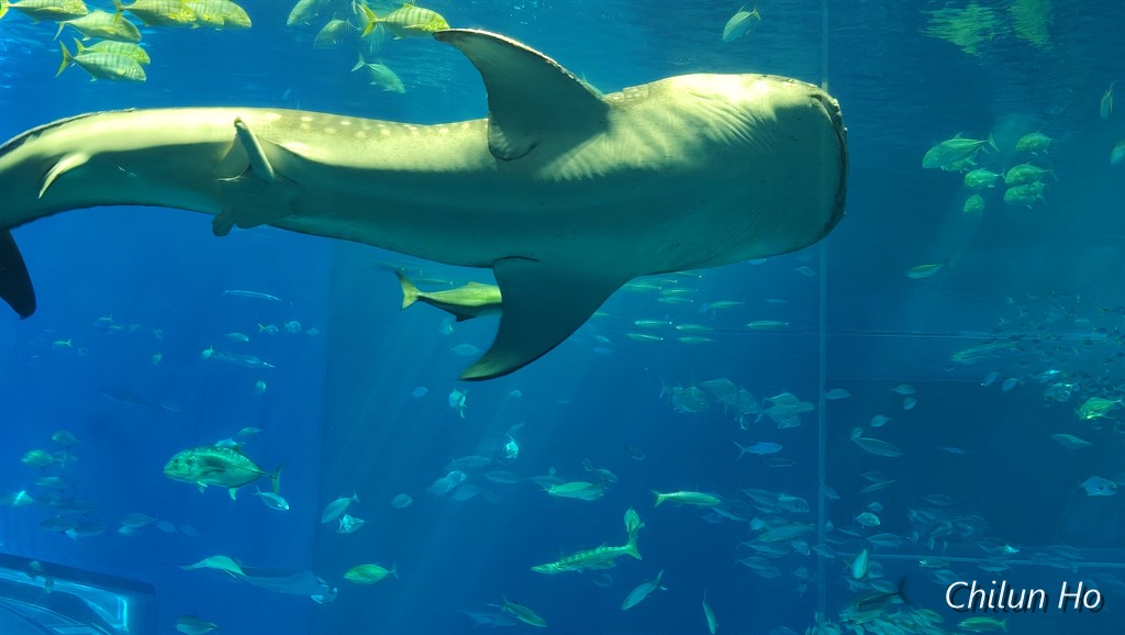 沖縄美ら海水族館